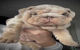 English Bulldog dogs for sale: Show-Stopping Lilac & Chocolate Merle Bulldog - Image 1