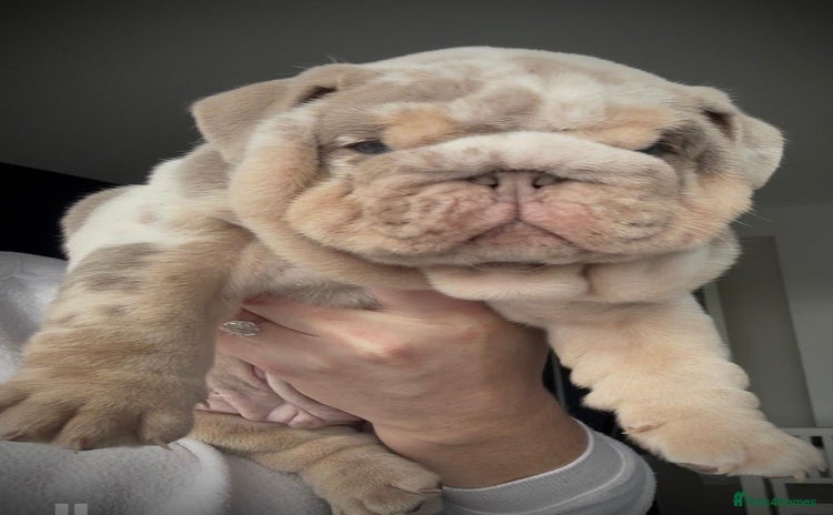 English Bulldog dogs - Advert 12