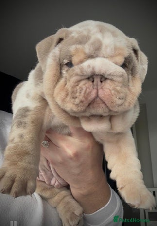 English Bulldog dogs - Advert 3