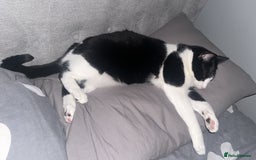 Domestic Shorthair cats for sale: 2 year old male cat - Image 7