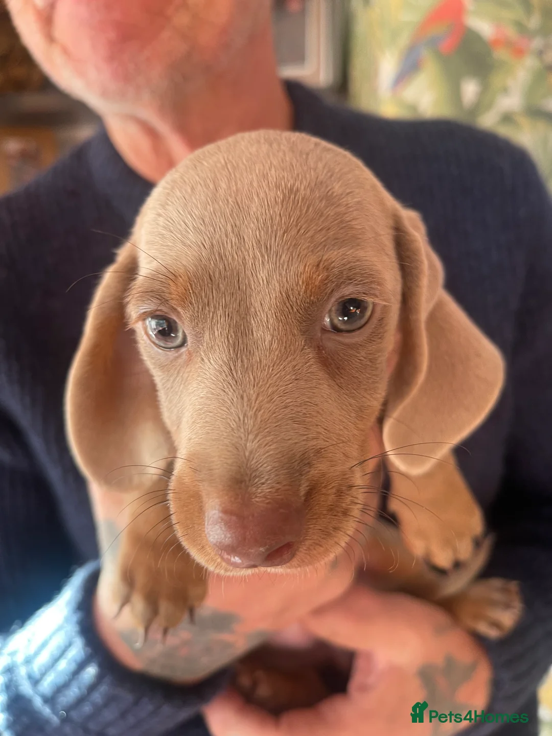 Miniature Dachshund dogs for sale: ❤️Minature Dachshunds for Sale ❤️ - Advert 4