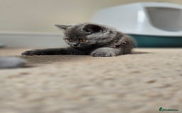British Shorthair cats for sale: *** Pedigree British Shorthair Kittens *** - Image 6