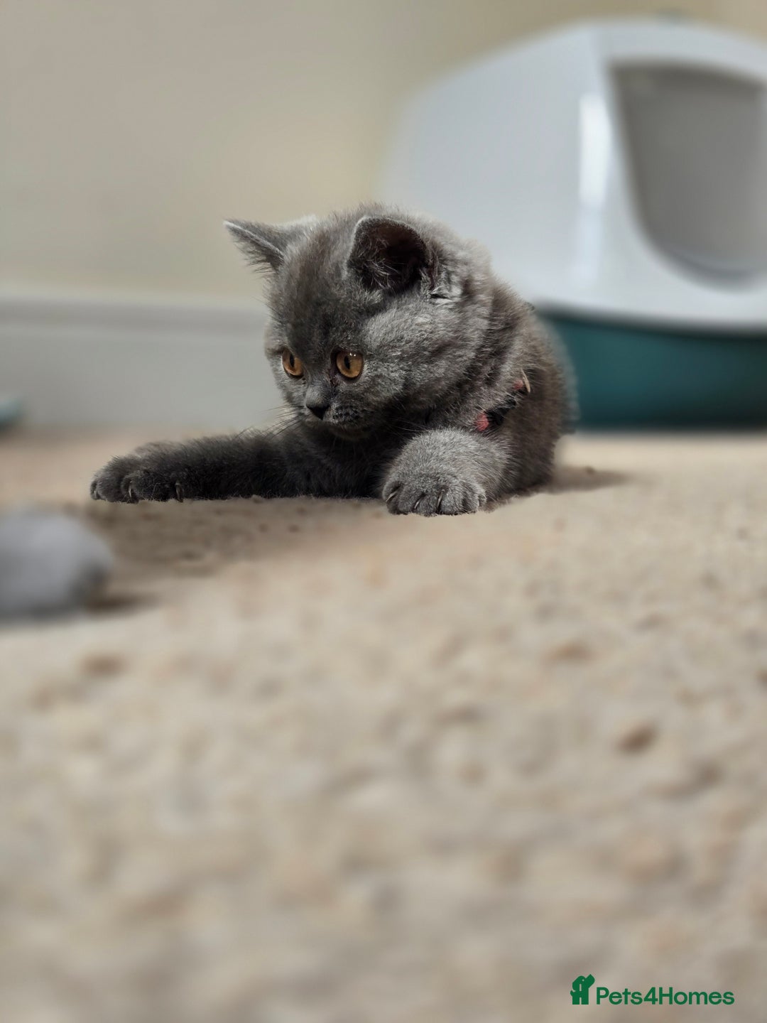 British Shorthair cats for sale: *** Pedigree British Shorthair Kittens *** - Image 6