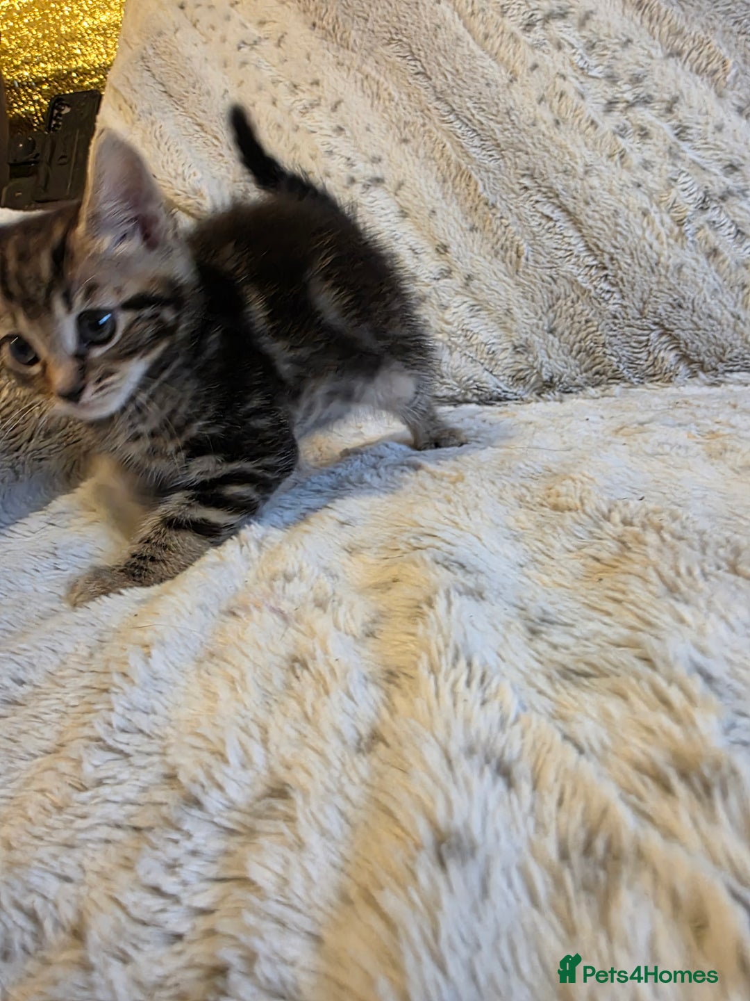 Mixed Breed cats for sale: 2 Male Stripy Kitten's - Advert 20