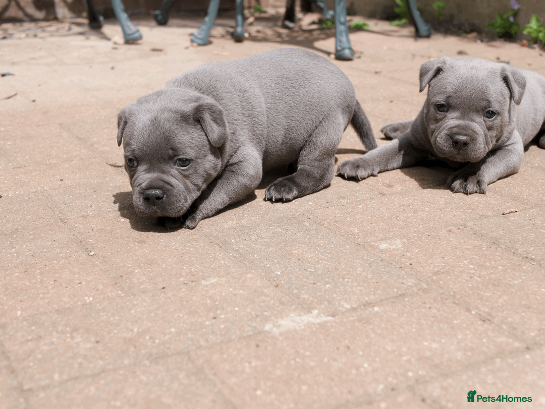 Staffordshire Bull Terrier dogs for sale: KC Registered Blue Staffy Puppies - Advert 2