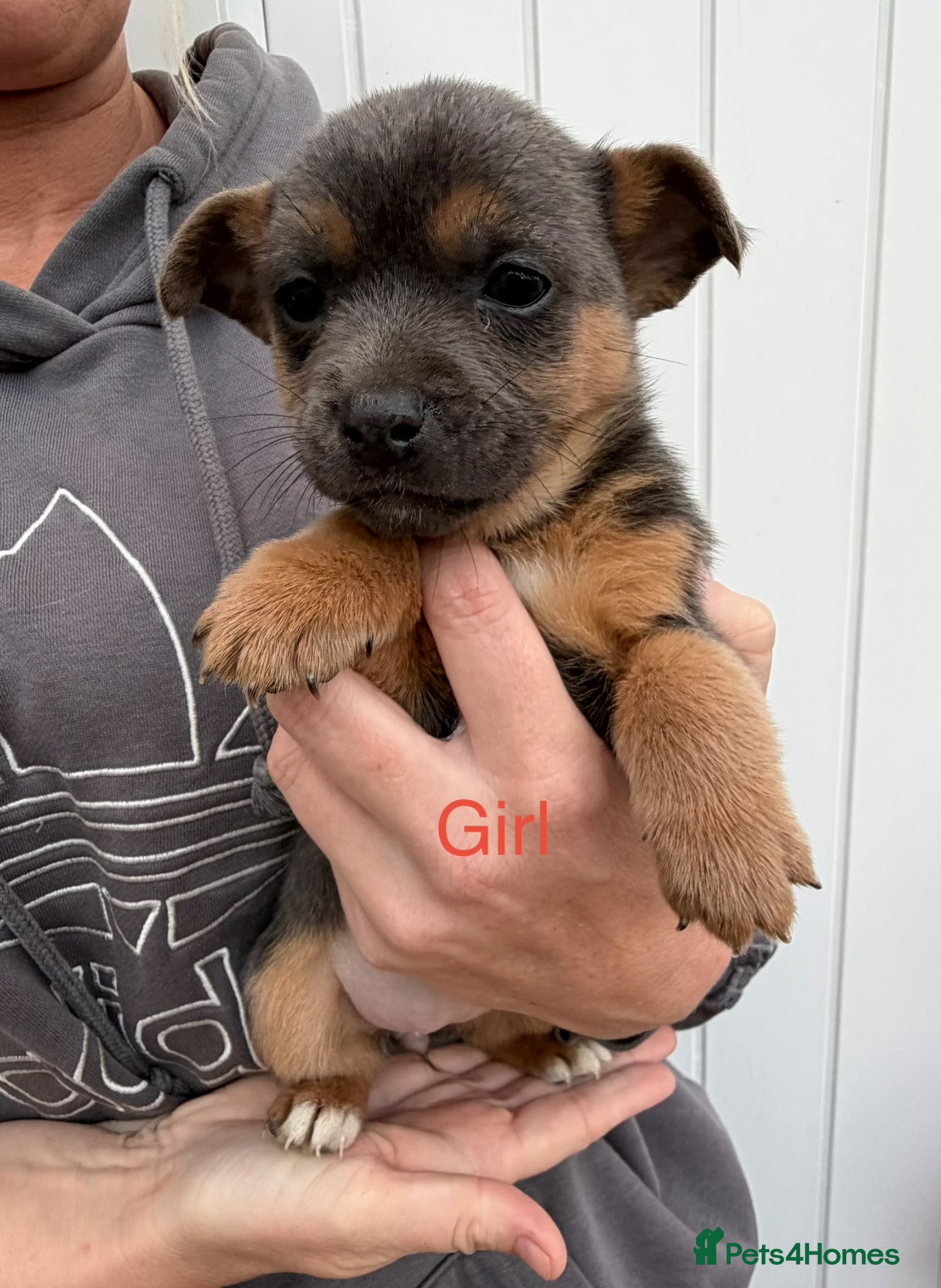 Jack Russell dogs Absolutely adorable jack russel puppy blue tri  - Advert 1