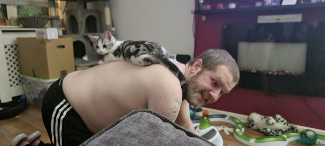 Mixed Breed cats for sale: A loveable Persian kitten - Advert 36