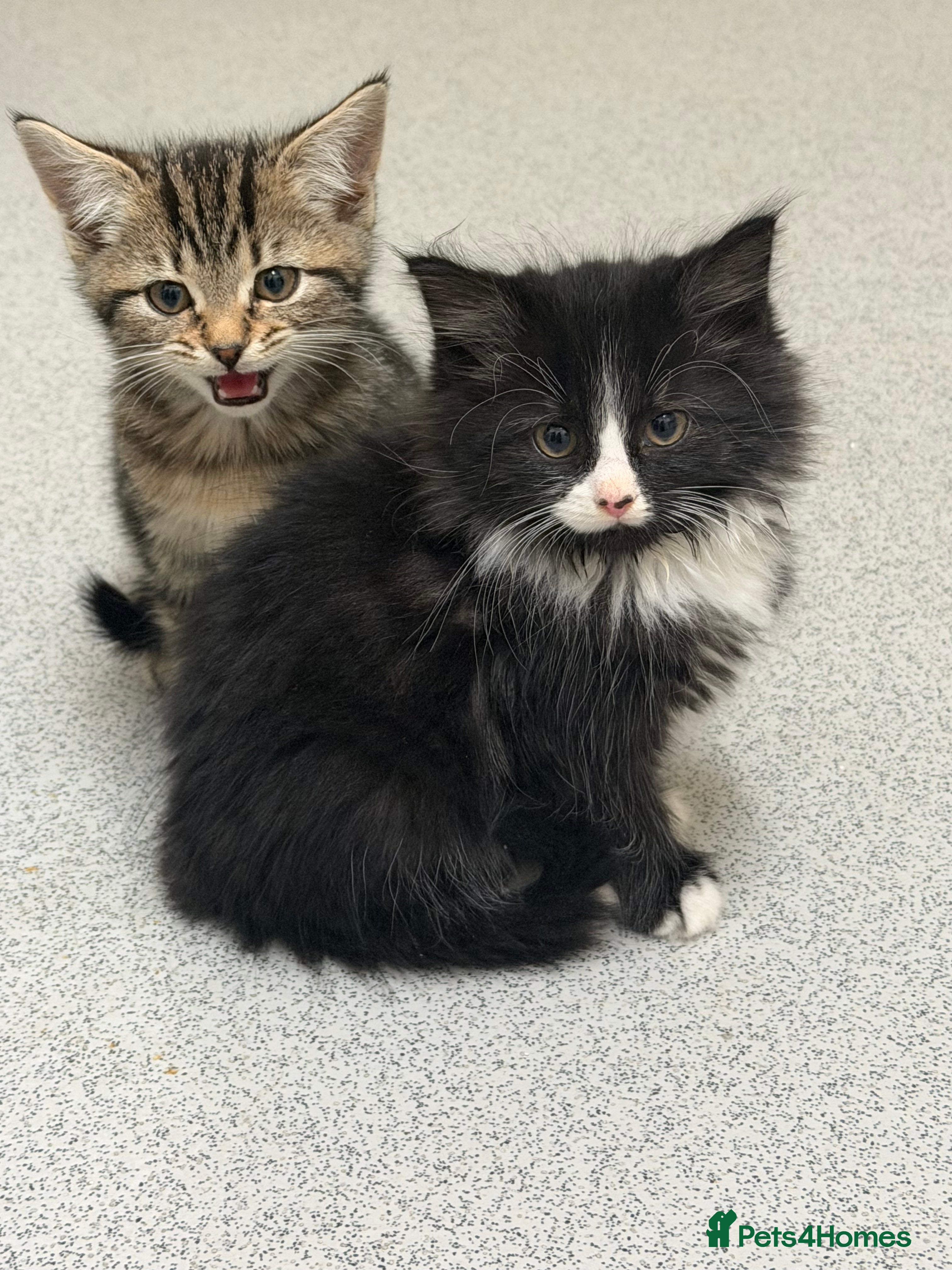Mixed Breed cats Two gorgeous sibling kittens  - Advert 7