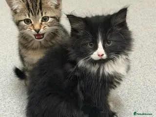 Mixed Breed cats Two gorgeous sibling kittens - Advert 7