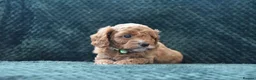 Cavapoo dogs for sale: Toy F1 Cavapoo Puppies Fully Dna Clear. - Advert 17