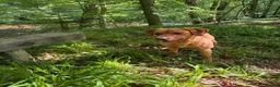 Labrador Retriever dogs for stud: Proven KC Fully Health Tested Fox Red Labrador in Carlisle - Advert 3