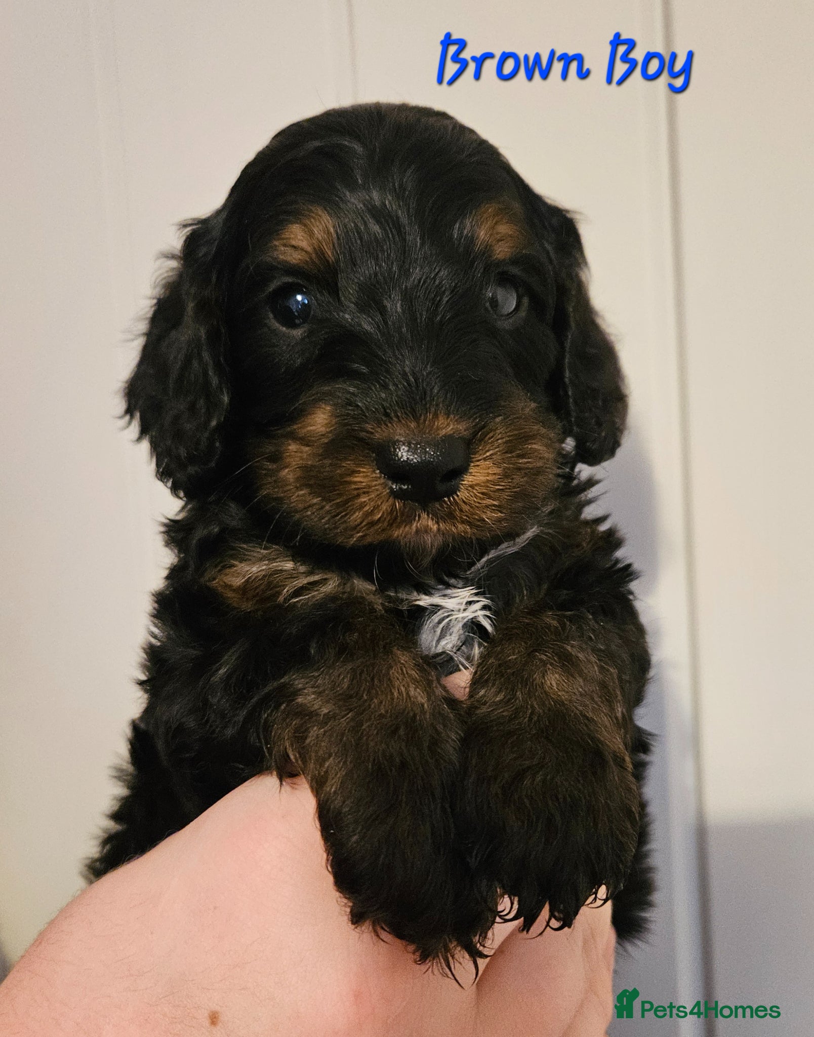 Cockapoo dogs Licensed insured breeder! Show-type cockapoo boys - Advert 2