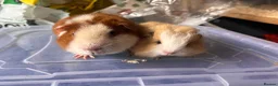 Guinea Pig rodents for sale: Bonded Guinea pig boars  - Advert 2