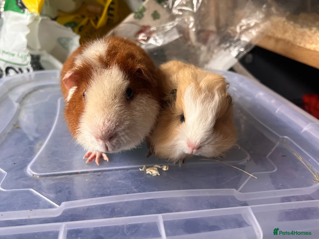 Guinea Pig rodents for sale: Bonded Guinea pig boars  - Advert 2