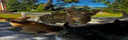Mixed Breed cats for sale: Kittens available  in Ashford - Advert 10