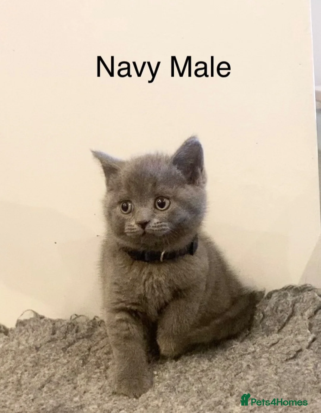 British Shorthair cats for sale: Navy male last of the litter **UNREGISTERED* - Advert 1