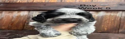 Cocker Spaniel dogs for sale: KC registered cocker spaniel puppies  - Advert 10