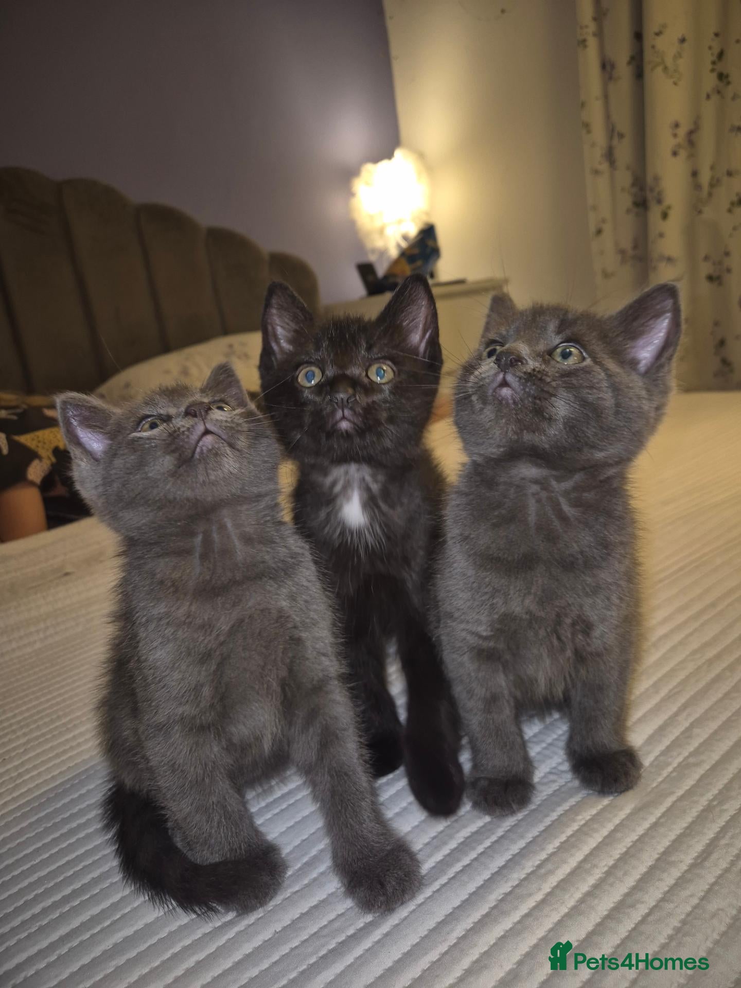 Mixed Breed cats for sale: 4 male kittens READY NOW - Advert 21