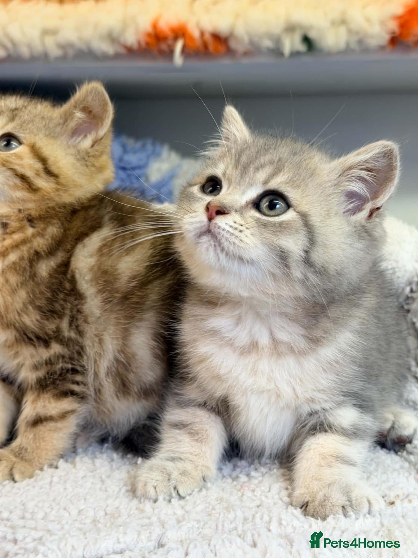 British Shorthair cats Gorgeous Lilac Golden & Blue Golden kittens - Advert 1