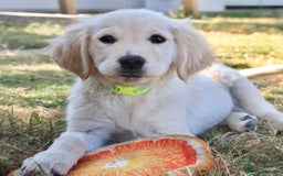 Golden Retriever dogs for sale: Golden retriever  - Image 11