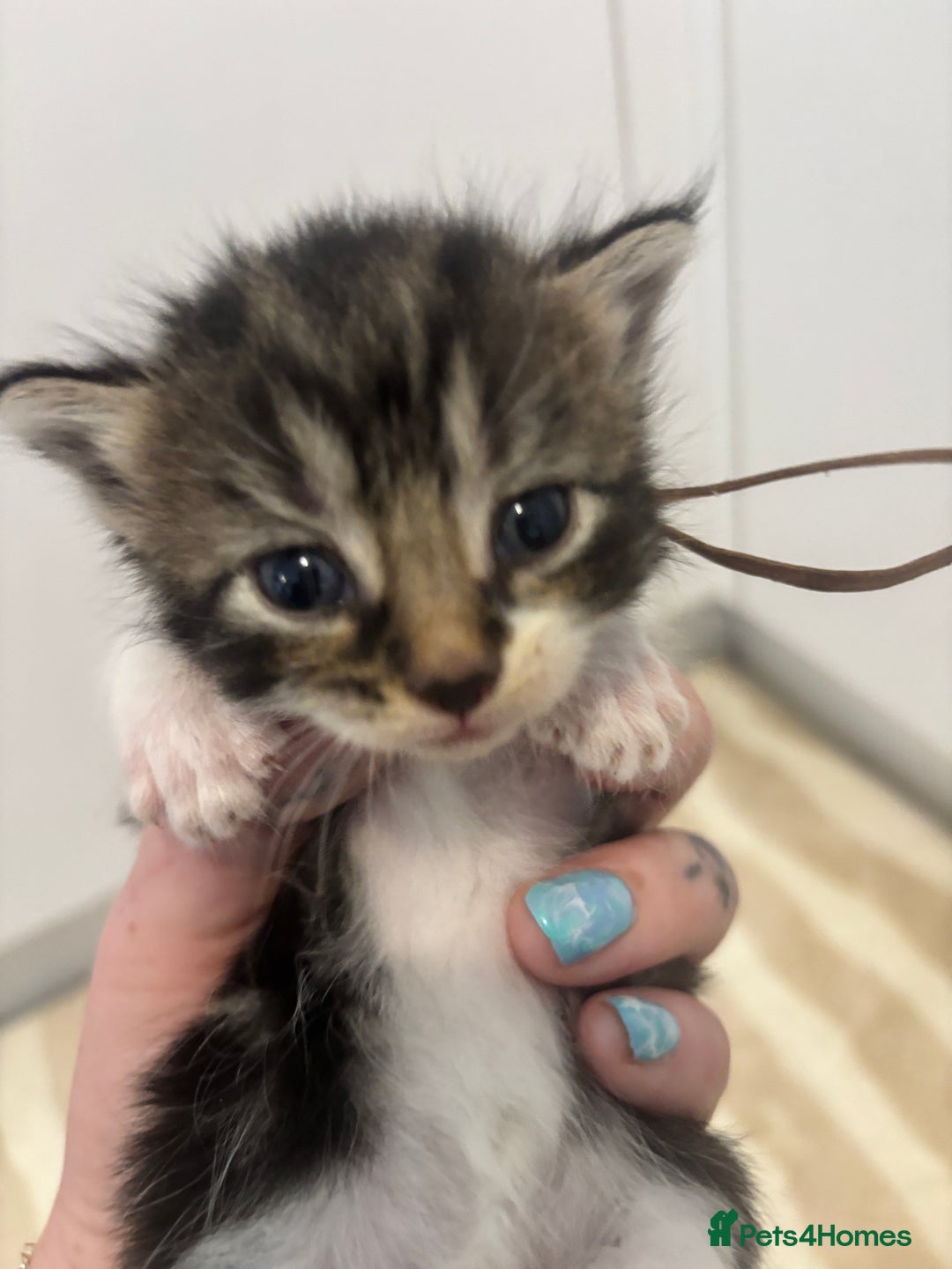 British Shorthair cats for sale: X2 female British shorthaired cross kittens - Image 2