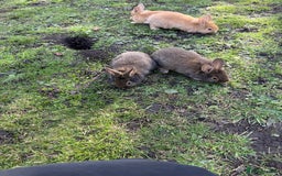 Angora rabbits for sale: Dutch and angora babies  - Image 12