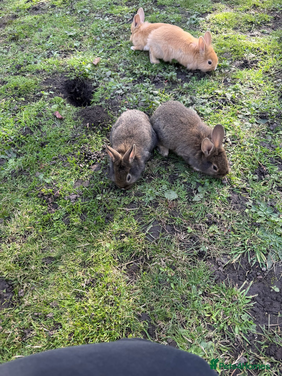 Angora rabbits for sale: Dutch and angora babies  - Image 12