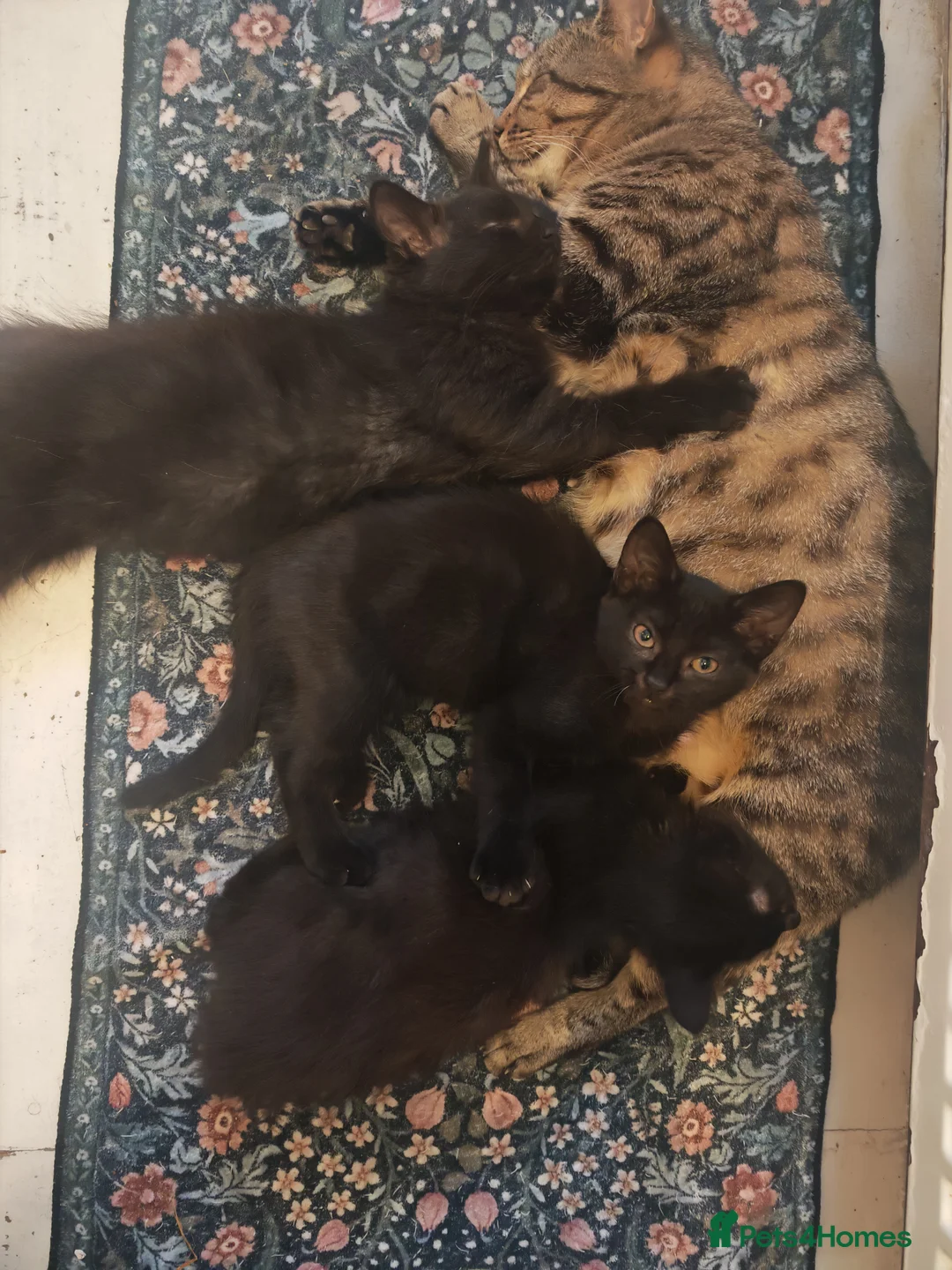 Mixed Breed cats for sale: Three gorgeous kittens  - Advert 2