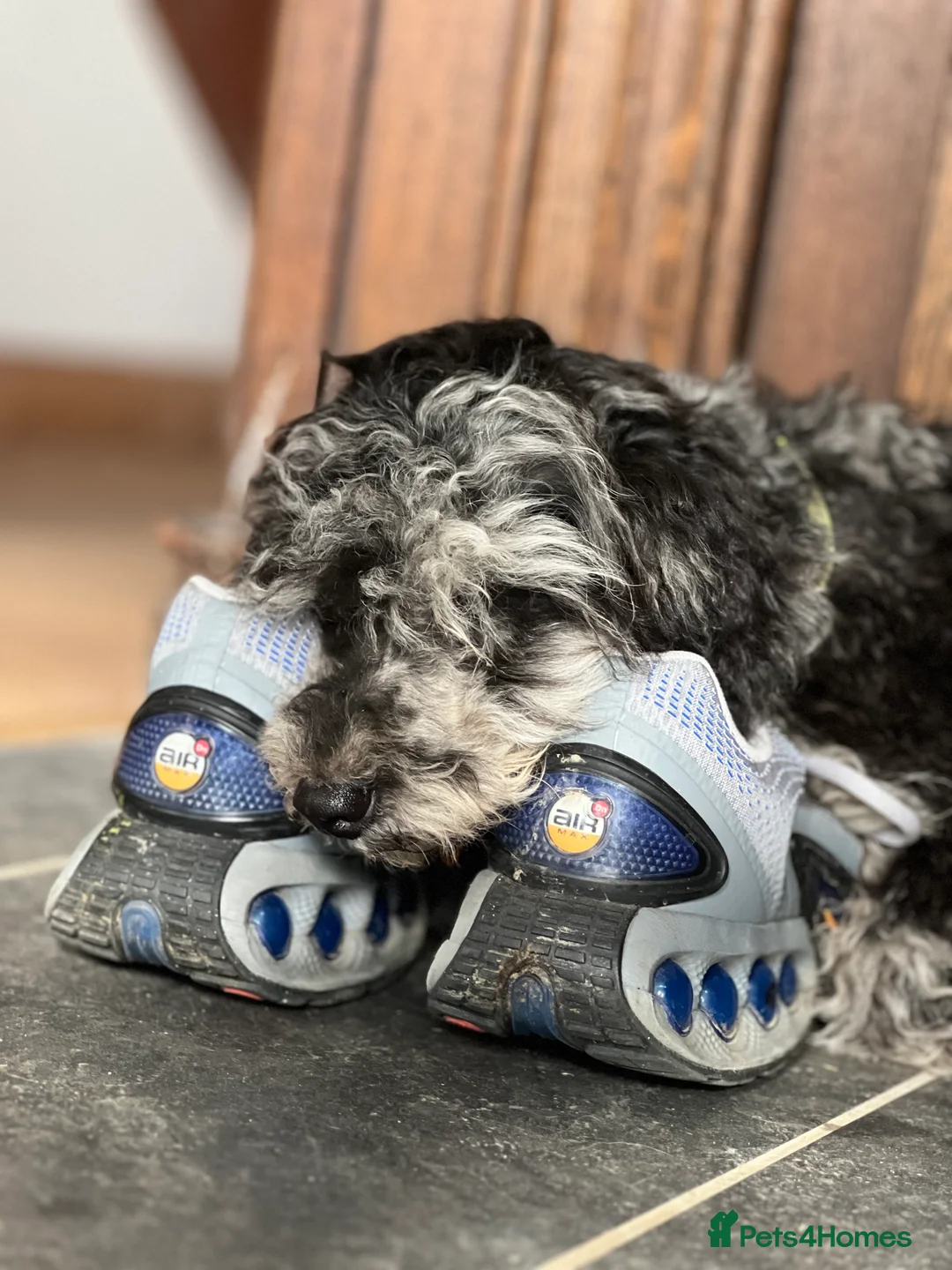 Mixed Breed dogs for sale: Stunning litter of 3/4 Toy Poodle X Welsh Collie - Advert 3