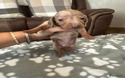 Dachshund dogs for sale: Beautiful dachshund pups  - Image 14