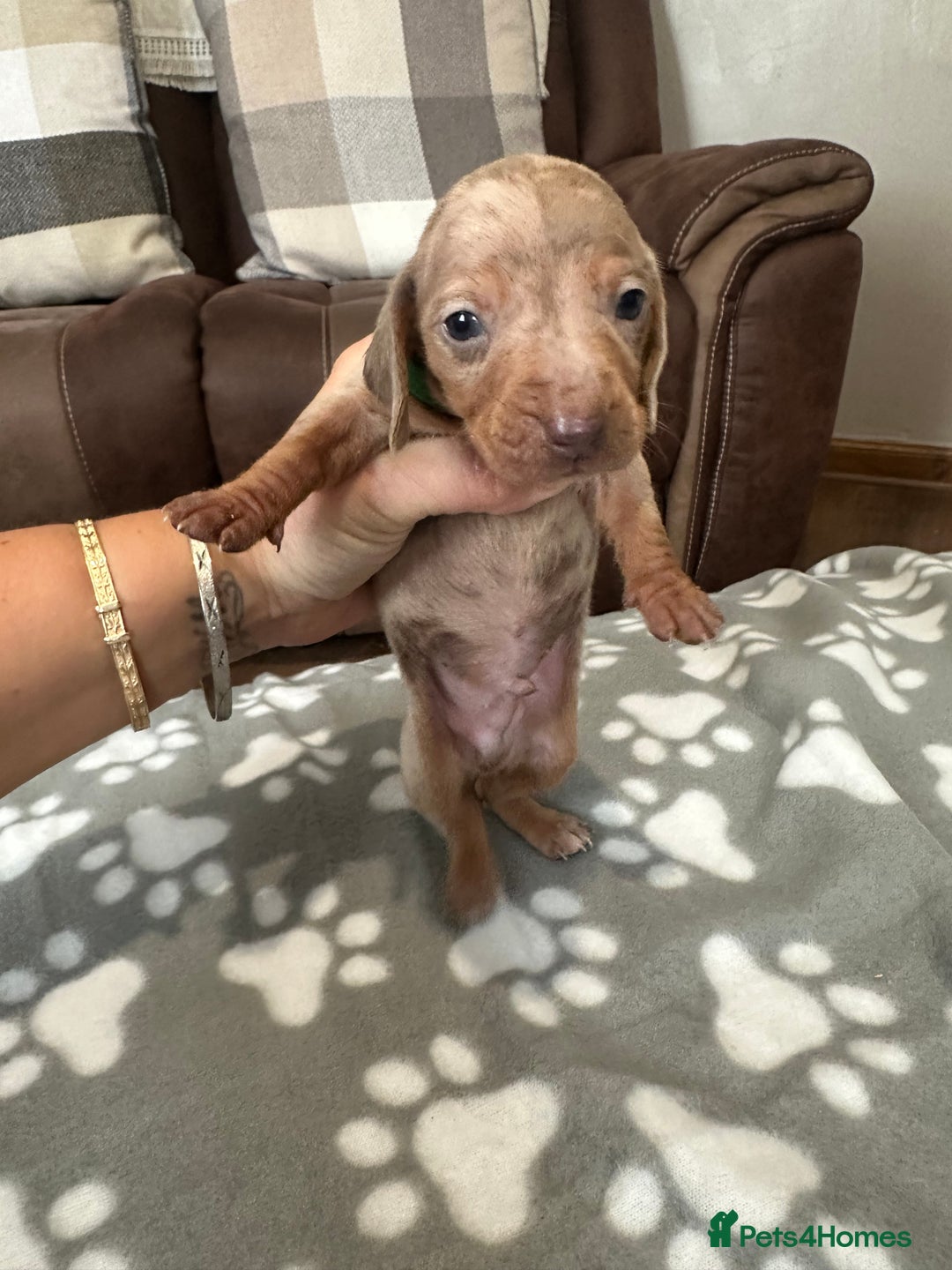 Dachshund dogs for sale: Beautiful dachshund pups  - Image 14