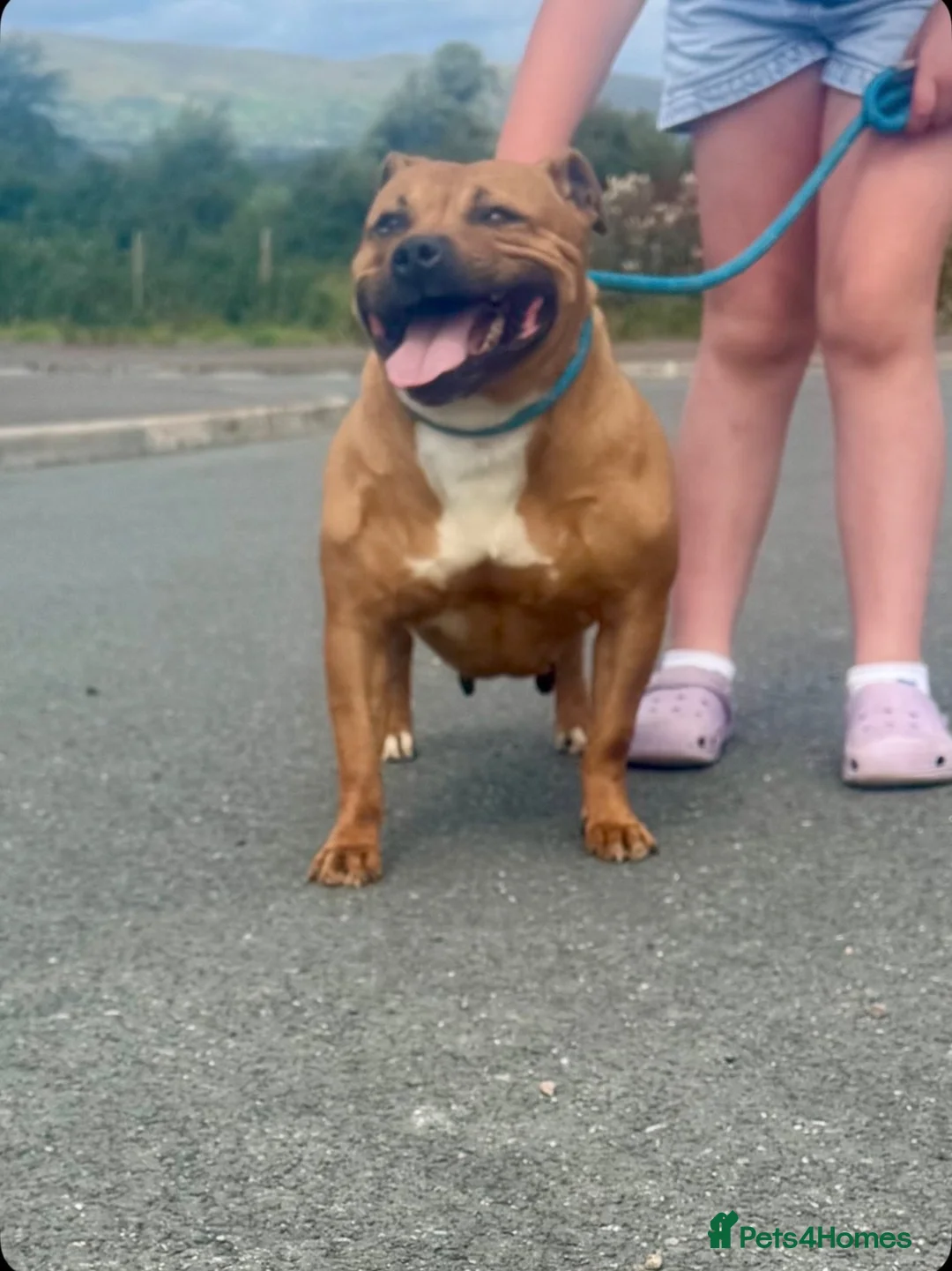 Staffordshire Bull Terrier dogs for sale: Staffordshire bull terrier pups  - Advert 2