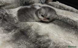 Persian cats for sale: Persian chinchilla kitten  - Image 30