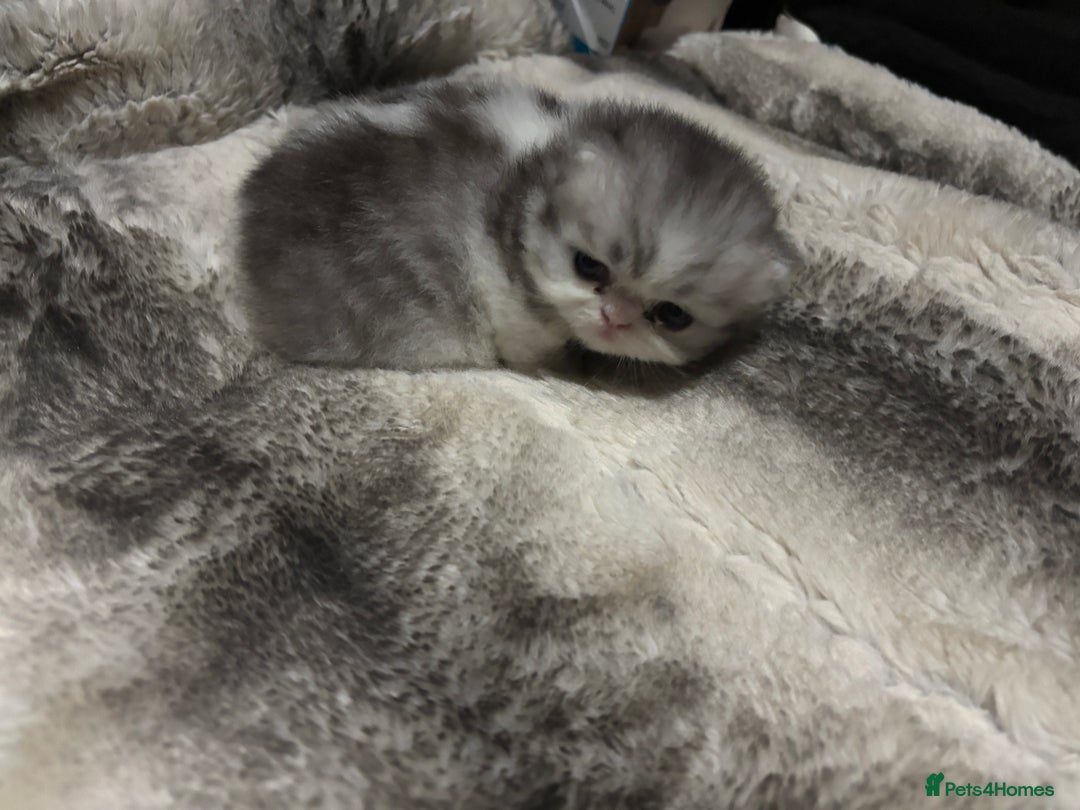 Persian cats for sale: Persian chinchilla kitten  - Image 30