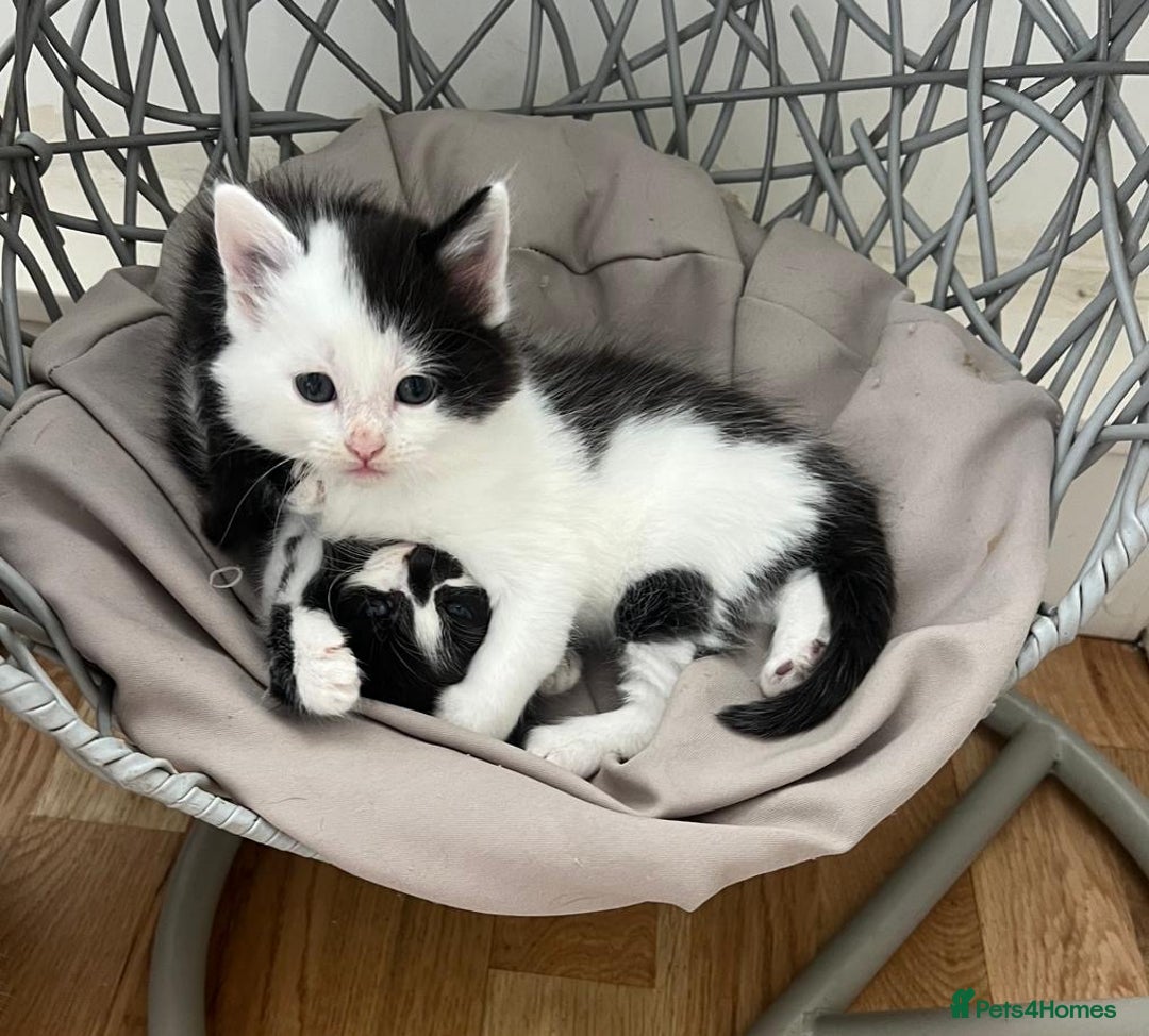 Mixed Breed cats for sale: Gorgeous Kittens - Image 2
