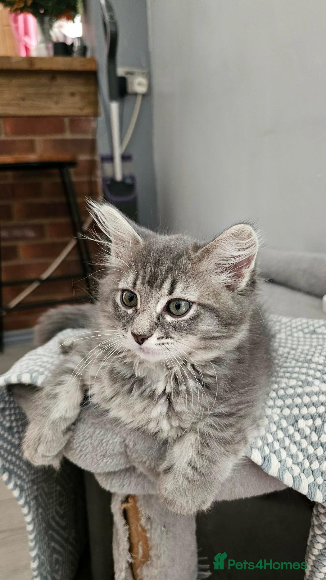 Nebelung cats Nebelung cross Ragdoll blue grey kitten. - Advert 2