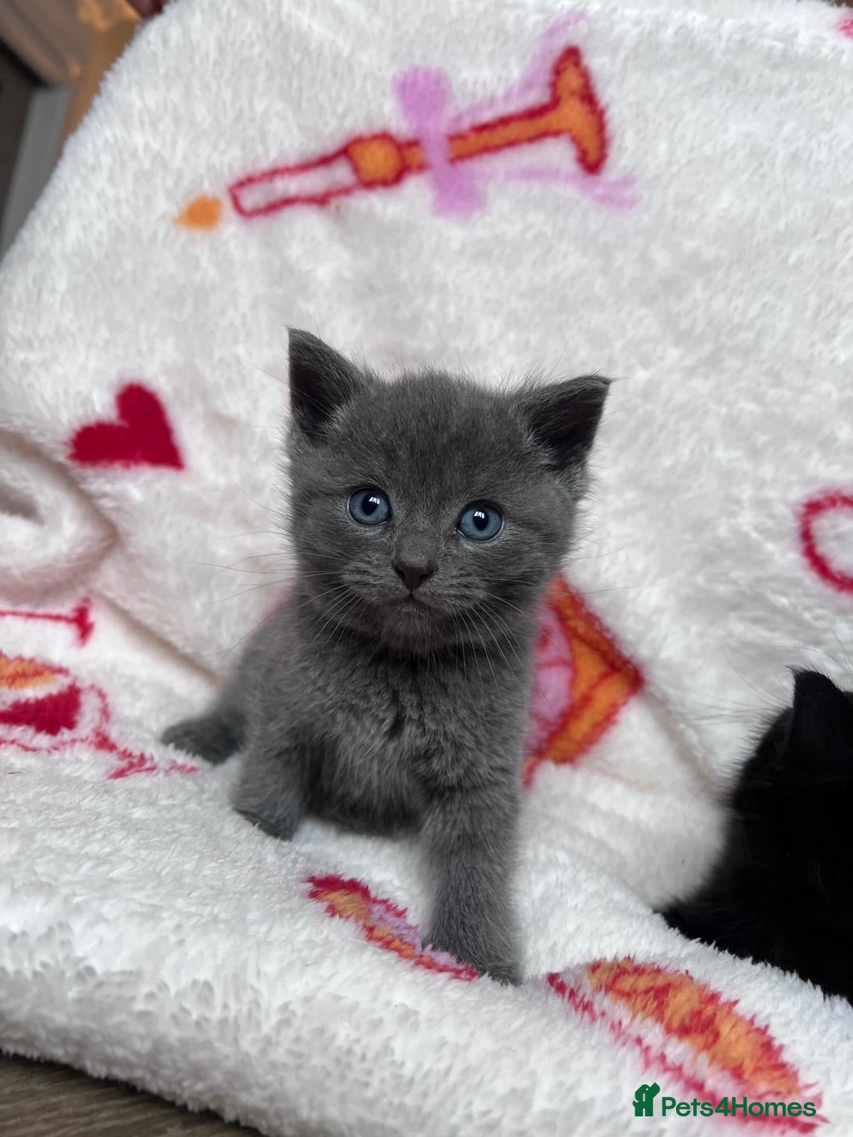 British Shorthair cats Short hair British blue cross breed  - Advert 1