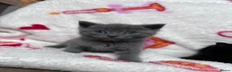 British Shorthair cats for sale: Short hair British blue cross breed  in Boston - Advert 1