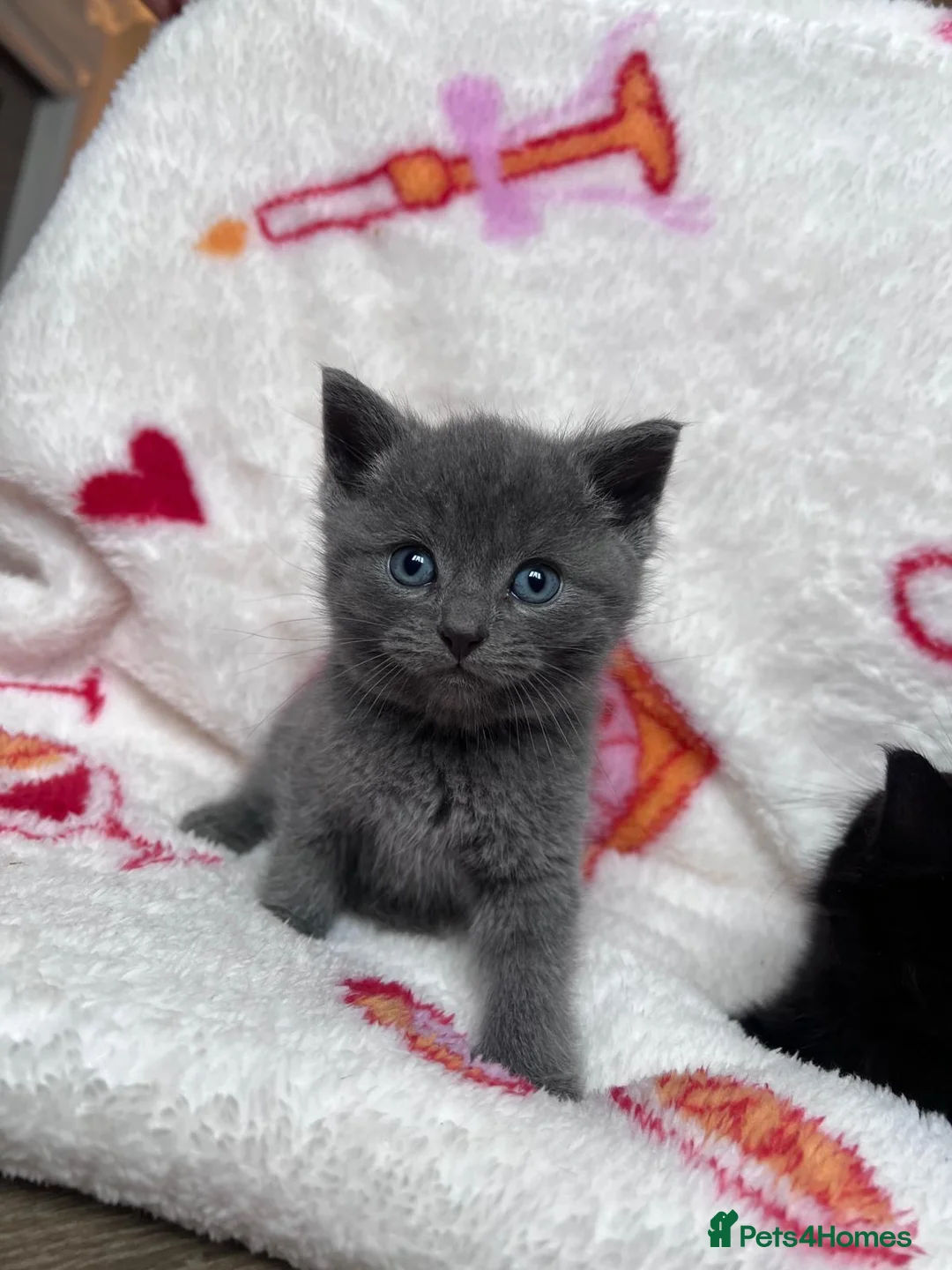 British Shorthair cats for sale: Short hair British blue cross breed  in Boston - Advert 1
