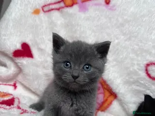 British Shorthair cats Short hair British blue cross breed - Advert 1