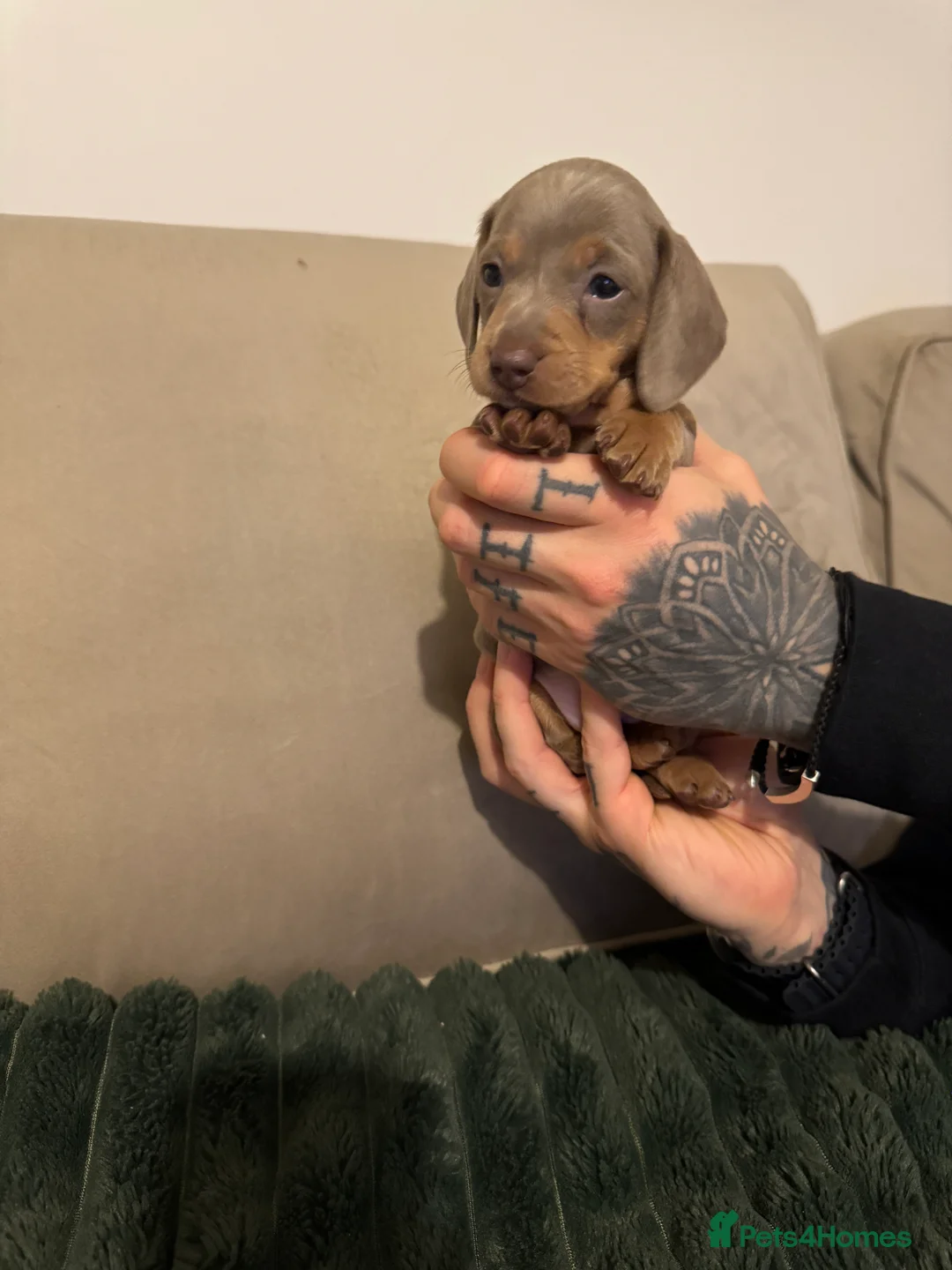 Miniature Dachshund dogs for sale: 2 beautiful Isabella and tan mini dachshunds  - Advert 19