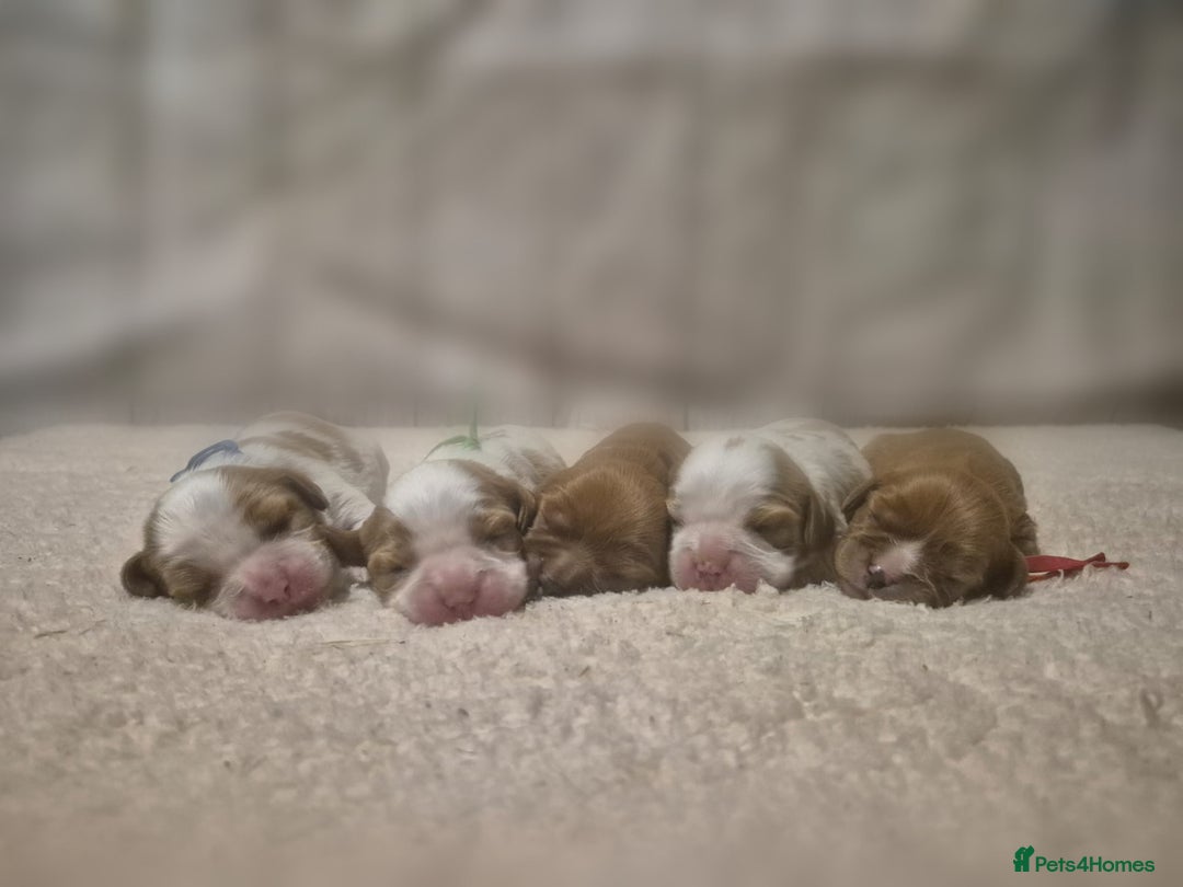 Cavalier King Charles Spaniel dogs for sale: 5 beautiful CKCS ❤️ - Advert 8