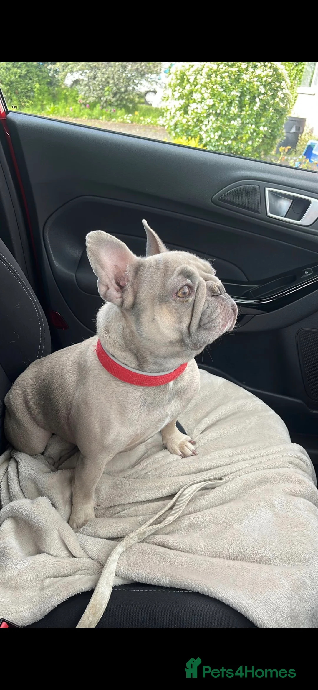 French Bulldog dogs for sale: Two French Bulldogs for sale - Advert 2