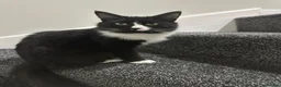 Mixed Breed cats for sale: Kinny  - Advert 5