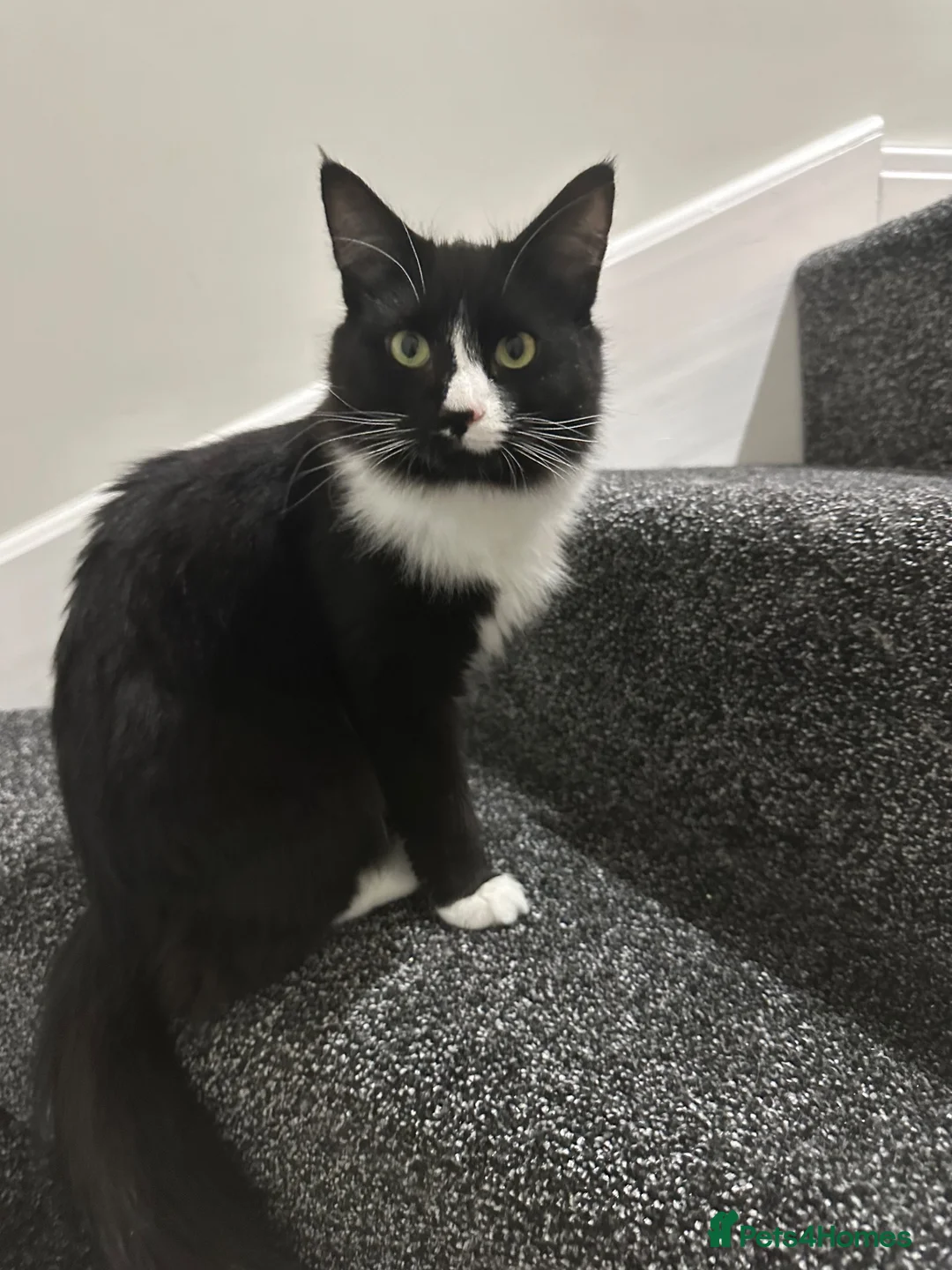 Mixed Breed cats for sale: Kinny  - Advert 5