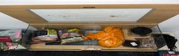 Leopard Gecko reptiles for sale: Male Leopard Gecko with Terrarium and equipment  - Advert 7