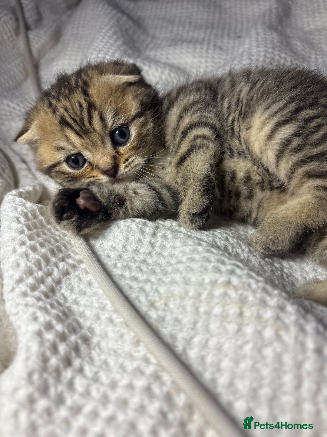 Scottish Fold cats for sale: Perfect Scottish fold x BSH kittens! - Image 6