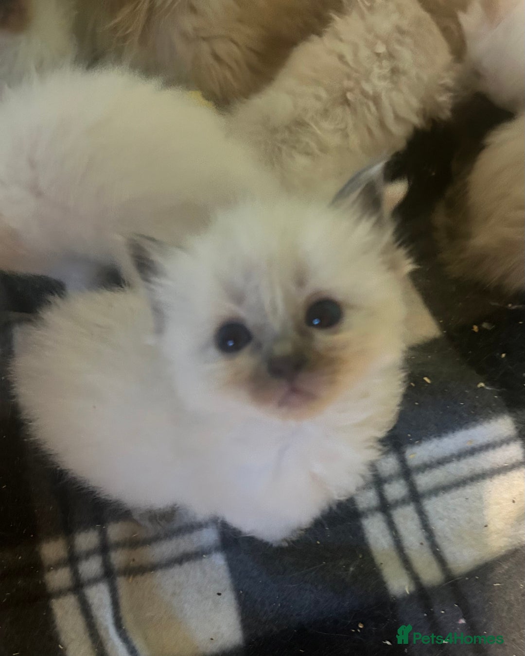 Ragdoll cats for sale: 🐾 GCCF Pedigree ragdolls🐾 - Image 8