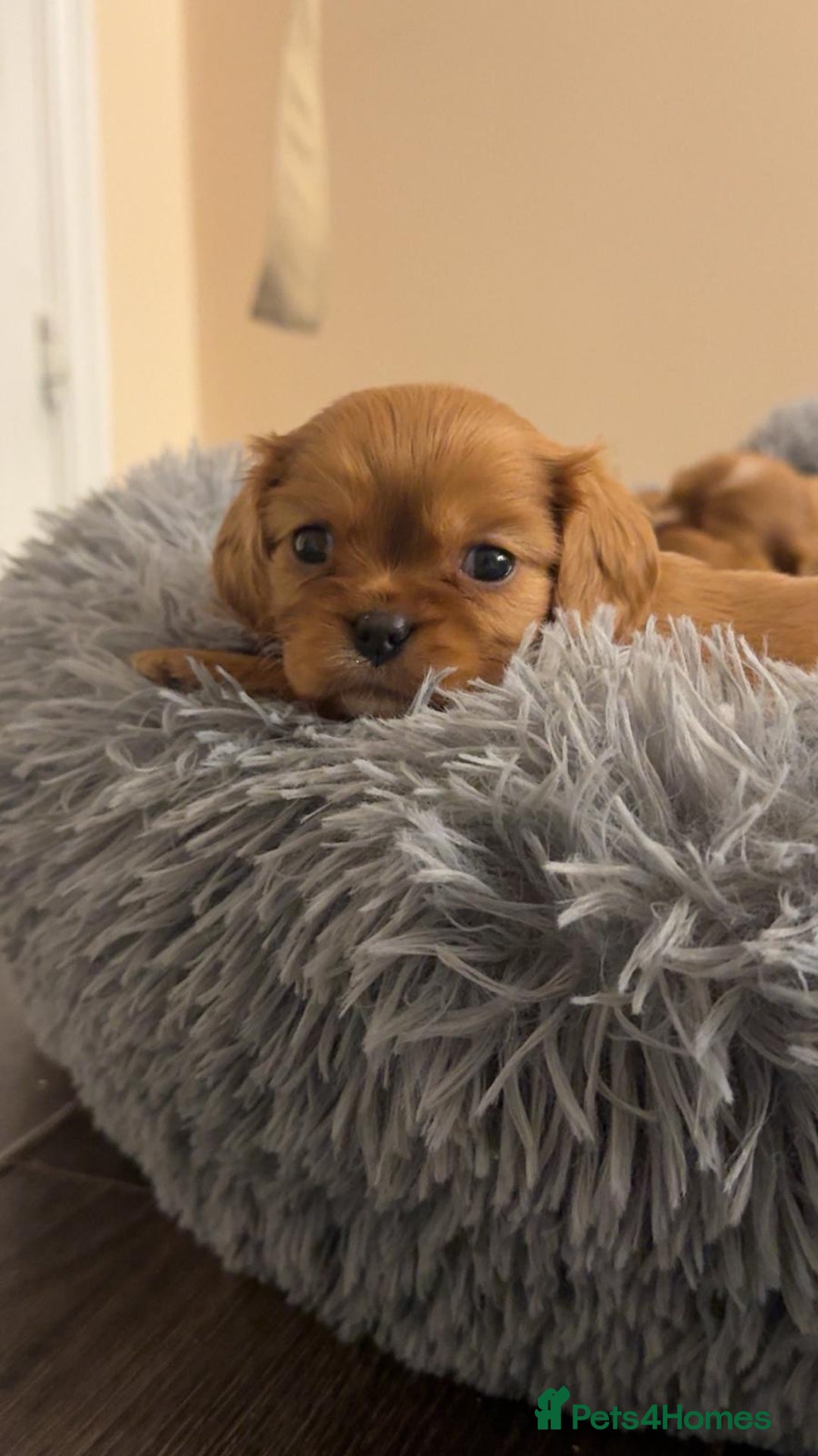Cavalier King Charles Spaniel dogs for sale: puppies for sale💕🍼🫶🏼 - Advert 2