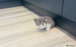 British Shorthair cats for sale: Beautiful British short hair kittens  - Image 7
